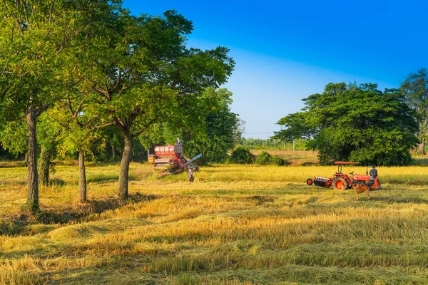 Tayland 'da hasat makinesiyle çalışan pirinç tarlasını hasat et. Doğa ve tarım kavramı.