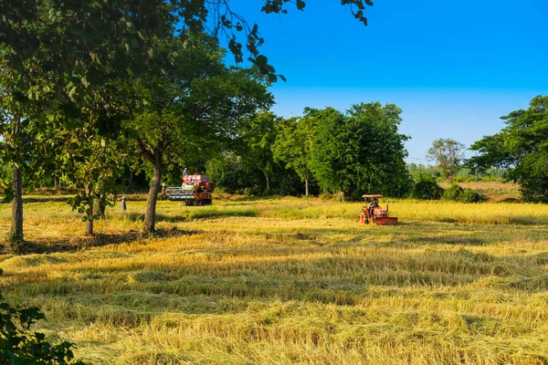 Tayland 'da hasat makinesiyle çalışan pirinç tarlasını hasat et. Doğa ve tarım kavramı.