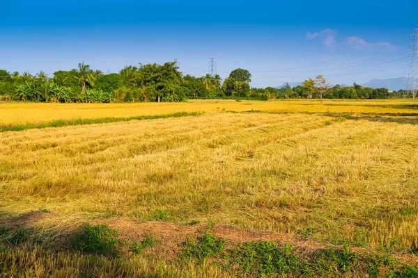 Tayland 'da pirinç tarlası hasat etmek. Doğa ve tarım kavramı.