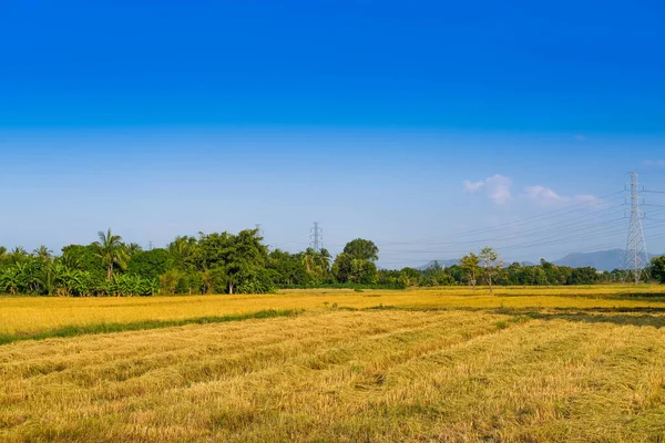 Tayland 'da pirinç tarlası hasat etmek. Doğa ve tarım kavramı.