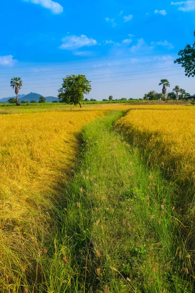 Mavi gökyüzü arka planlı Paddy pirinç tarlası. Doğa ve tarım kavramı.