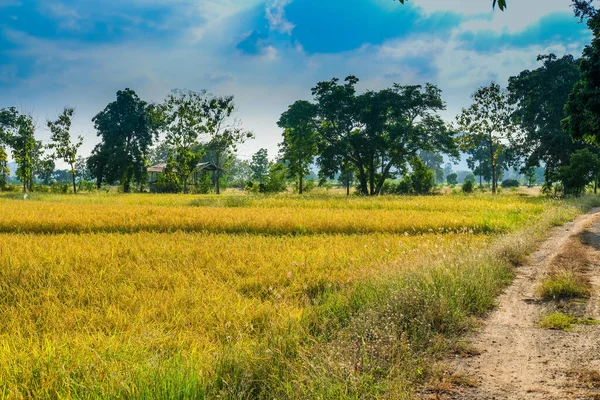 Mavi gökyüzü arka planlı Paddy pirinç tarlası. Doğa ve tarım kavramı.