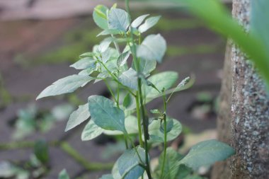 yeşil yaprak, doğal arka plan