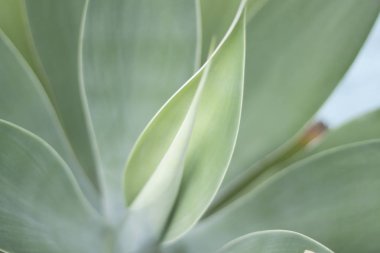 yeşil bitki yaprağı