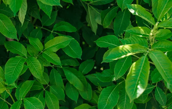 Güzel bahçe yeşil yaprakları arka plan