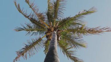 Mavi gökyüzüne karşı sallanan palmiye ağacı