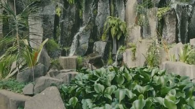 Bir kayalık basamaklı jungle Şelalesi.