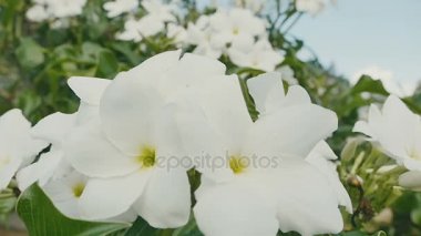 Beyaz tropikal çiçek, güneşli bir günde taze