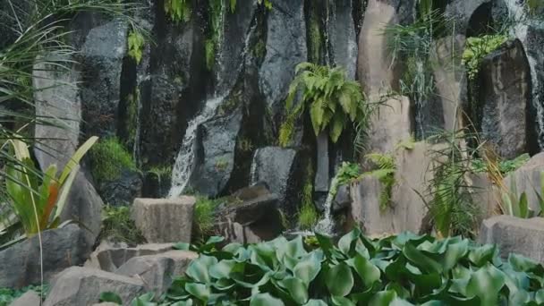 Jungle waterfall cascading down a rocky. — Stock Video