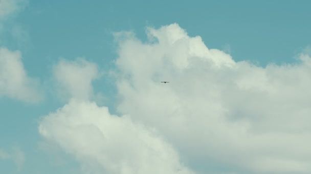 Oiseau de mer s'élevant à travers le ciel nuageux bleu — Video