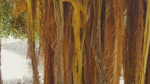 Вертикальный панорамный снимок тропического дерева в парке — стоковое видео