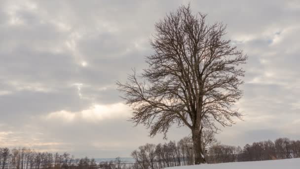 Зимний пейзаж, время полета облаков над одиноким деревом. Timelapse . — стоковое видео
