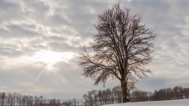 Winterlandschap, timelapse vliegen wolken boven eenzame boom met zon stralen. Timelapse. — Stockvideo