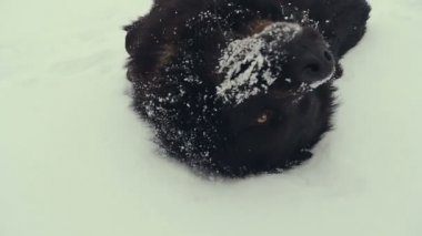 Karda oynayan köpek. Kış.