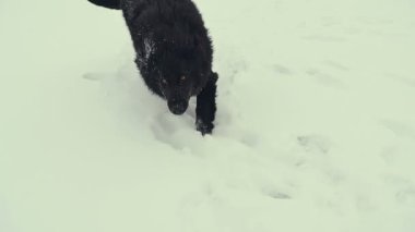 Karda oynayan köpek. Kış.