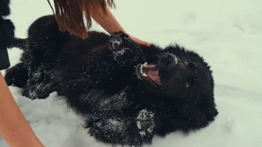 Genç kadın ile köpek karda oynarken. Kış.