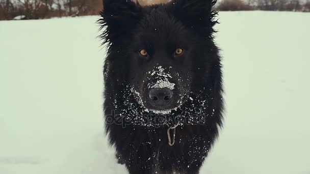 Собака играет на снегу. Зима . — стоковое видео
