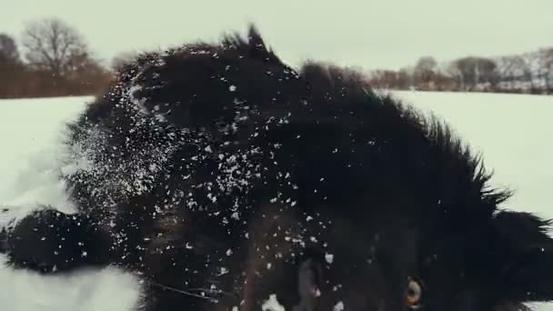 Hond spelen in de sneeuw. Winter. — Stockvideo
