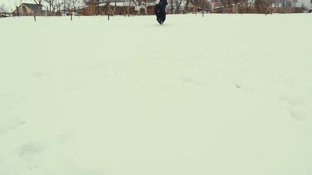 狗在雪地里玩。冬天. — 图库视频影像
