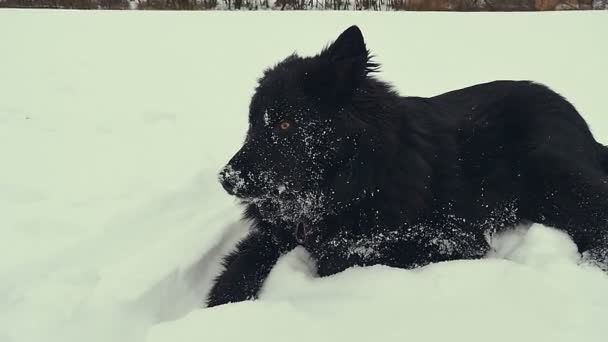 Pies gra w śniegu. Zimowe. — Wideo stockowe