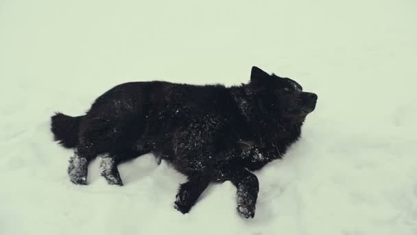 Um cão a brincar na neve. Inverno . — Vídeo de Stock