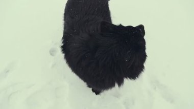 Genç kadın ile köpek karda oynarken. Kış.