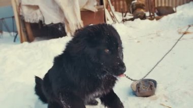Oynak genç melez köpek zinciri içinde kar üzerinde. Köpek kulübesi.
