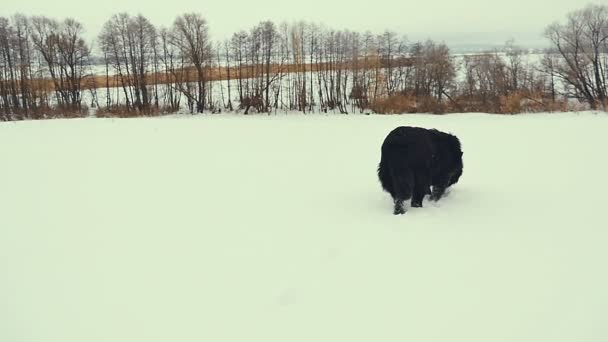 Chien jouant dans la neige. Hiver . — Video