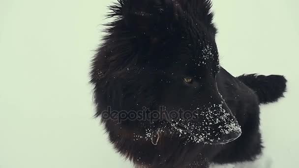 Σκύλος που παίζει στο χιόνι. Χειμώνας. — Αρχείο Βίντεο