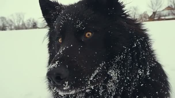개 눈 속에서 재생입니다. 겨울. — 비디오