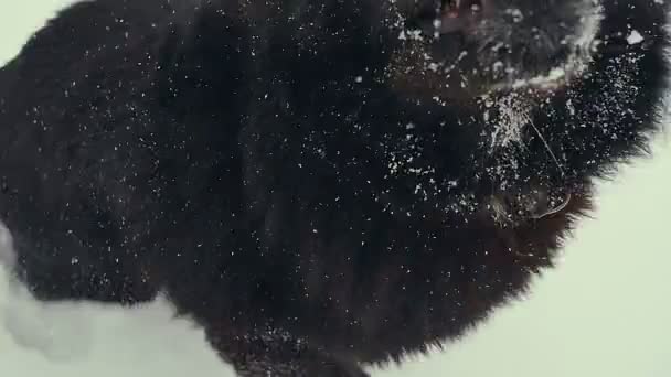 Hond spelen in de sneeuw. Winter. — Stockvideo