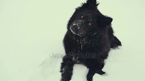 Hund som leker i snön. Vinter. — Stockvideo