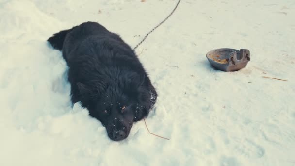 Oynak genç melez köpek zinciri içinde kar üzerinde. Köpek kulübesi. — Stok video