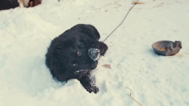 Игривый пёс-дворняга на цепи в снегу. Кеннел . — стоковое видео
