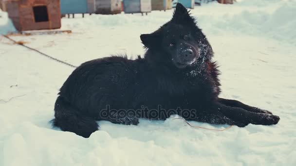 Verspielter junger Mischlingshund an Kette im Schnee. Zwinger. — Stockvideo