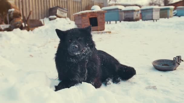 Verspielter junger Mischlingshund an Kette im Schnee. Zwinger. — Stockvideo
