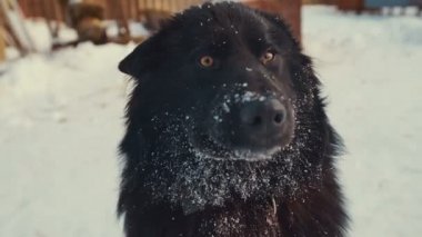 Oynak genç melez köpek zinciri içinde kar üzerinde. Köpek kulübesi.