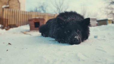 Oynak genç melez köpek zinciri içinde kar üzerinde. Köpek kulübesi.