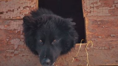 Oynak genç melez köpek köpek kulübesi. Kış