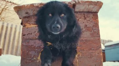 Oynak genç melez köpek köpek kulübesi. Kış