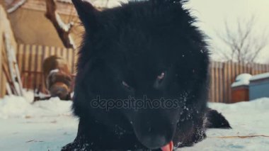 Oynak genç melez köpek zinciri içinde kar üzerinde. Köpek kulübesi.