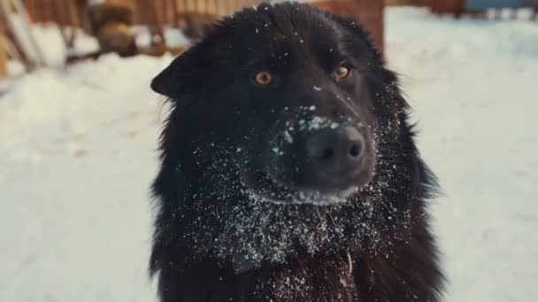 Juguetón perro joven mestizo en cadena en la nieve. Perrera . — Vídeos de Stock
