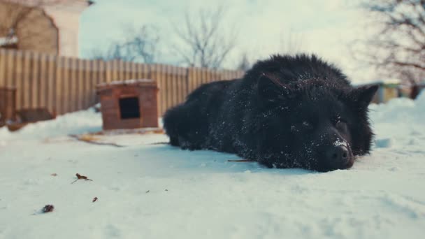 Jeune chien bâtard ludique enchaîné dans la neige. Chenil . — Video