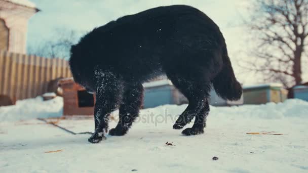 Juguetón perro joven mestizo en cadena en la nieve. Perrera . — Vídeos de Stock