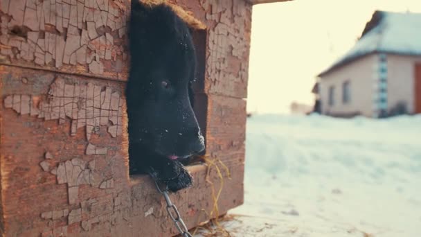 Oynak genç melez köpek köpek kulübesi. Kış — Stok video