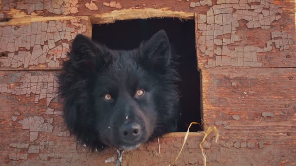 Cão rafeiro brincalhão no canil. Inverno — Vídeo de Stock