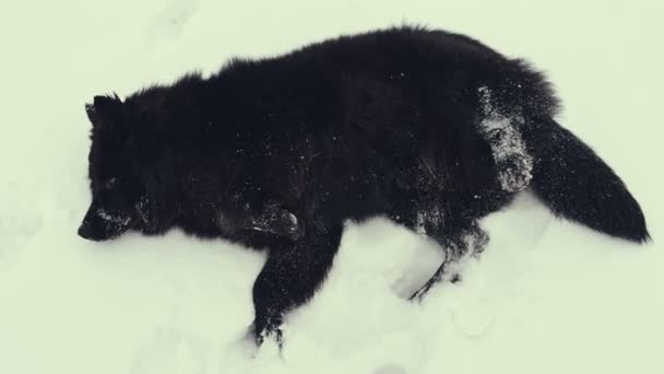 Собака грає на снігу. Зима . — стокове відео