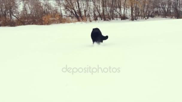 Σκύλος που παίζει στο χιόνι. Χειμώνας. — Αρχείο Βίντεο