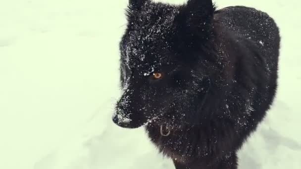 Pies gra w śniegu. Zimowe. — Wideo stockowe