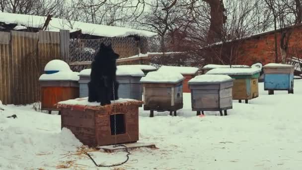 Oynak genç melez köpek zinciri içinde kar üzerinde. Köpek kulübesi. — Stok video